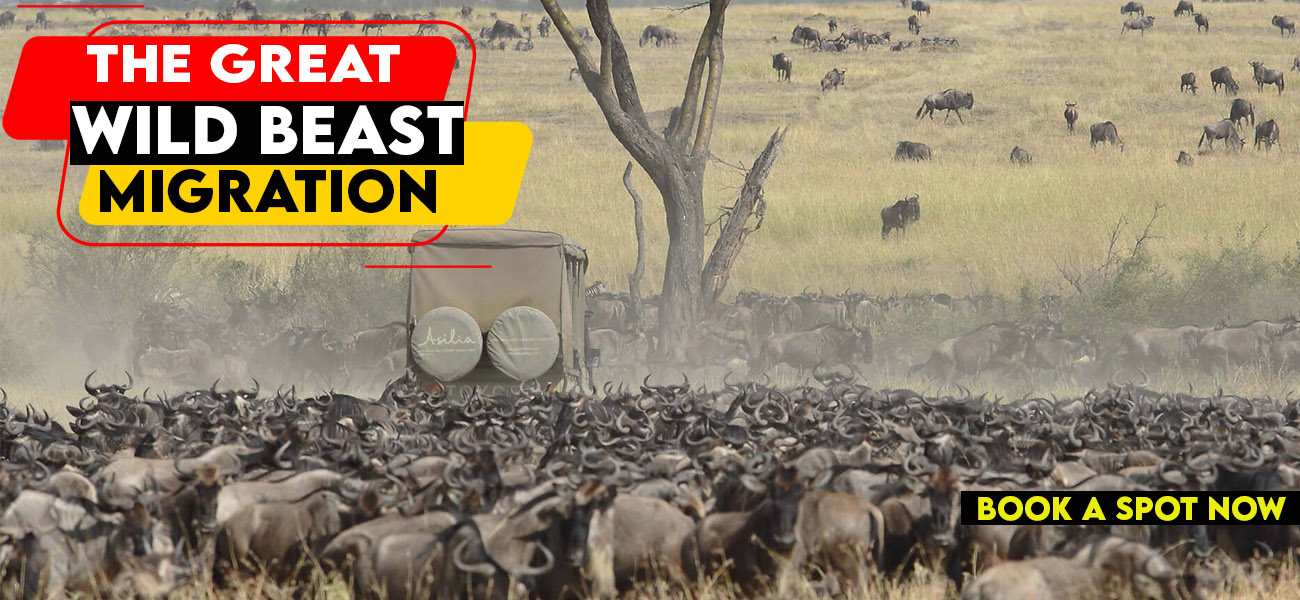 Great Wildebeest Migration Safari
